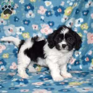 Tux, Cavachon Puppy